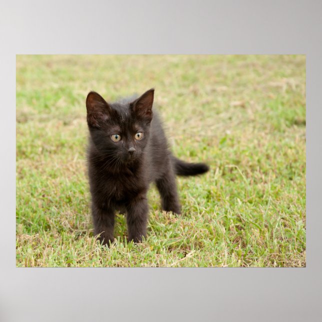 Poster Gatinho Negro na Grama (Frente)
