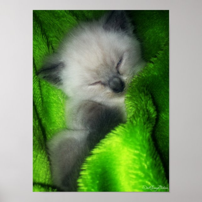 Póster Gatinho para dormir (Frente)