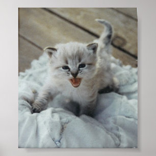Póster gatinho pequeno