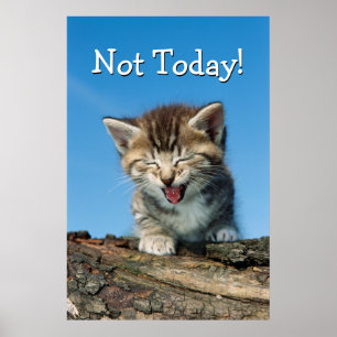Poster Gatinho pequeno em uma árvore