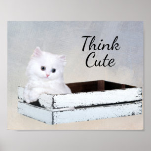 Poster Gatinho Pérsico Branco Bonito