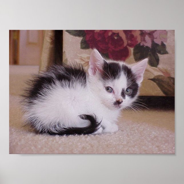 Poster Gatinho Preto e Branco (Frente)