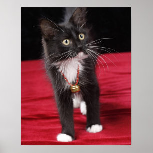 Poster Gatinho preto e branco de pelo curto, 2 meses e me