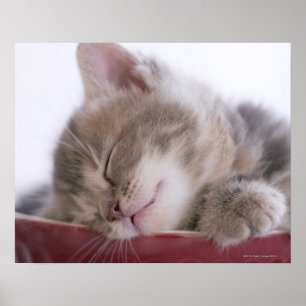 Poster Gatinho que dorme na bacia 2