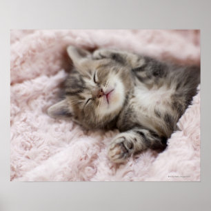 Poster Gatinho que dorme na toalha