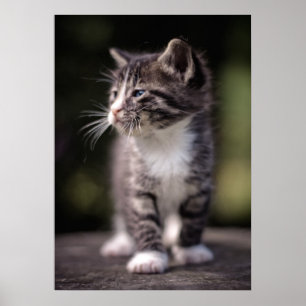 Poster Gatinho que está alto