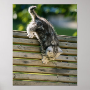 Poster Gatinho que move-se para baixo no banco