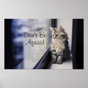 Poster Gatinho que olha para fora a janela