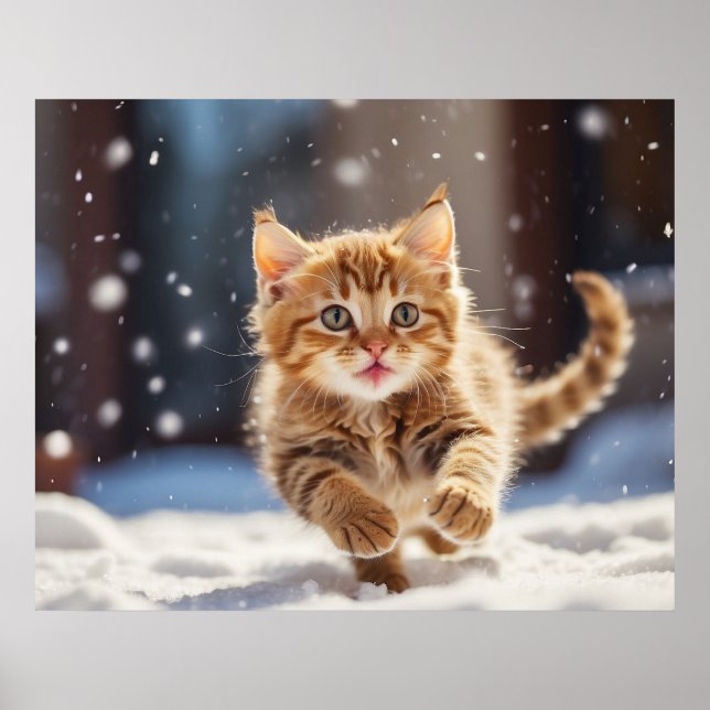 Poster *~* Gatinho Raça de Neve 5:4 Kitten Cat AP68 (Frente)