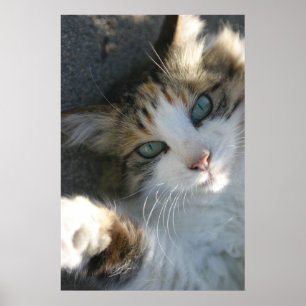 Poster Gatinho Reproduzível