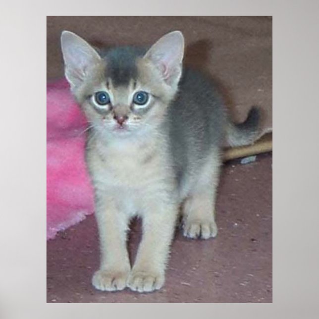 Póster Gatinho Seis Semanas (Frente)