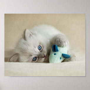 Póster gatinho semanas de idade de 6 Ragdoll