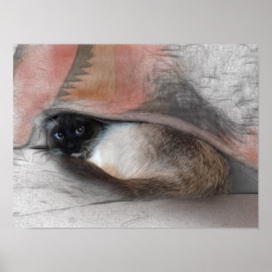 Poster Gatinho Siamês Bonito Sob Um Esquema Em Aberto