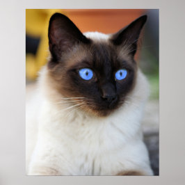 Poster Gatinho siamês com adoráveis olhos azuis