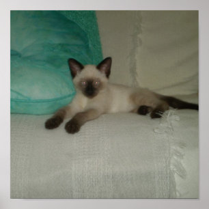 Poster Gatinho Siamese