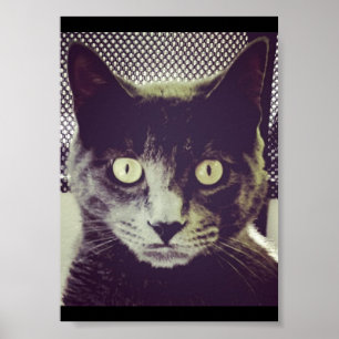 Poster Gatinho silencioso