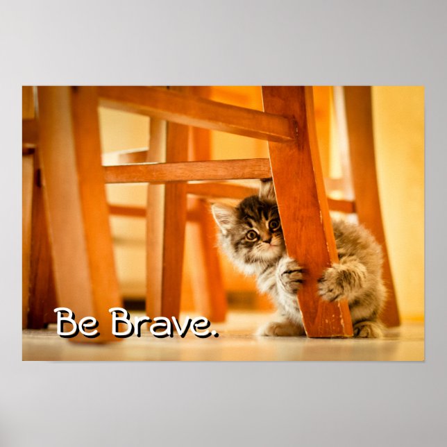 Póster Gatinho Sob Presidência (Frente)