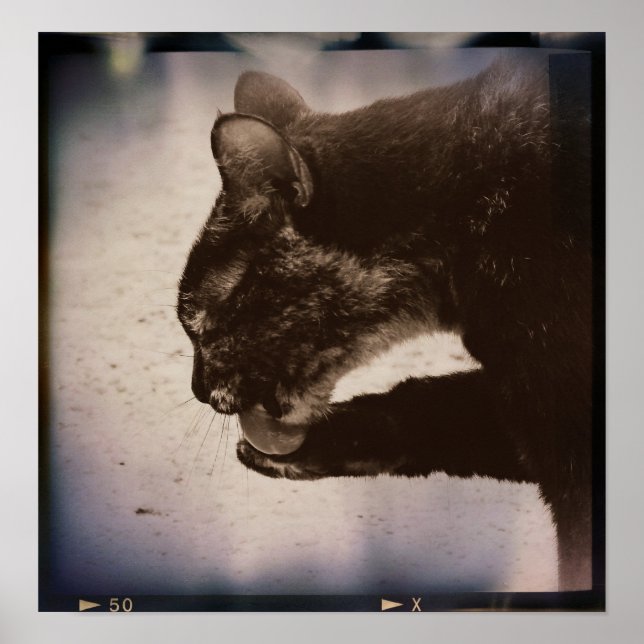 Póster Gatinho Sobre Cinema, Arte Digital (Frente)