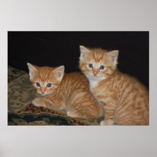 Póster Gatinhos