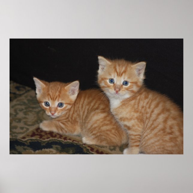 Póster Gatinhos (Frente)