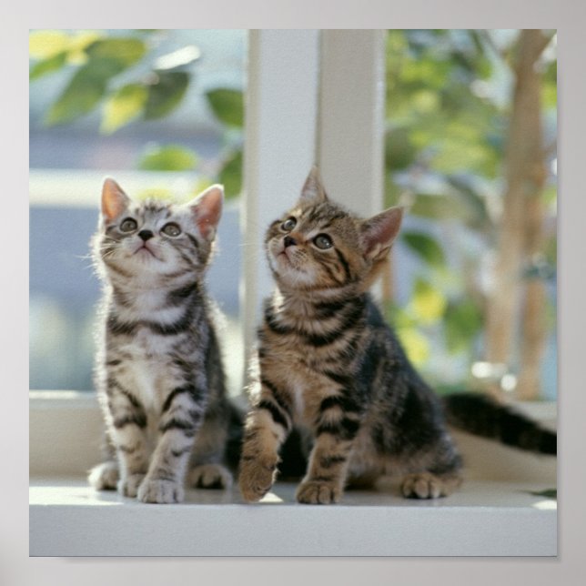 Poster Gatinhos (Frente)