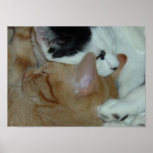 Póster Gatinhos apaixonados