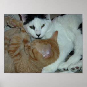 Poster Gatinhos apaixonados