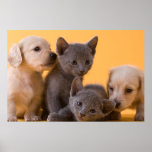 Póster Gatinhos Azuis Russos e Puppies Dachshund