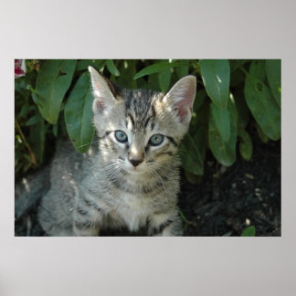 Poster Gatinhos bonitos