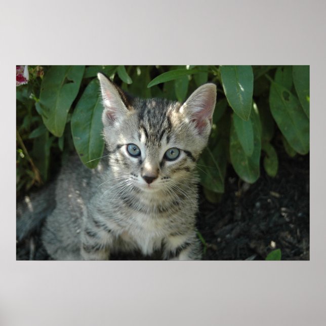 Poster Gatinhos bonitos (Frente)