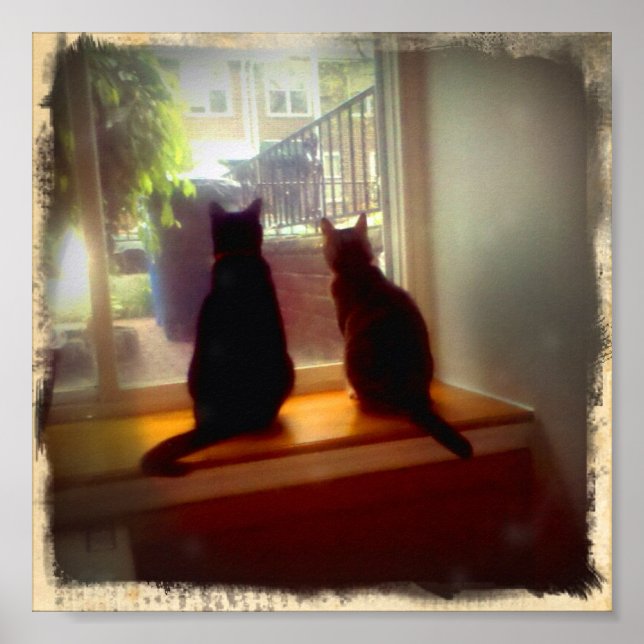 Póster Gatinhos de Vista da Janela (Frente)