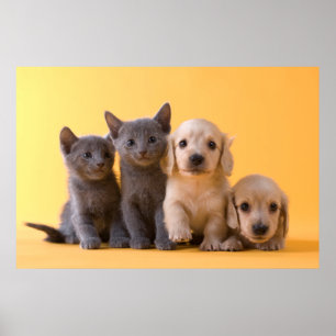 Póster Gatinhos do russo e filhotes de cachorro azuis do