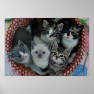 Póster Gatinhos em uma cesta
