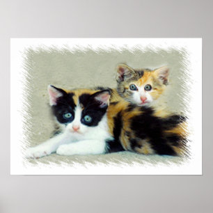 Póster Gatinhos Engraçados