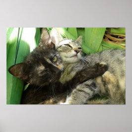 Poster Gatinhos giros