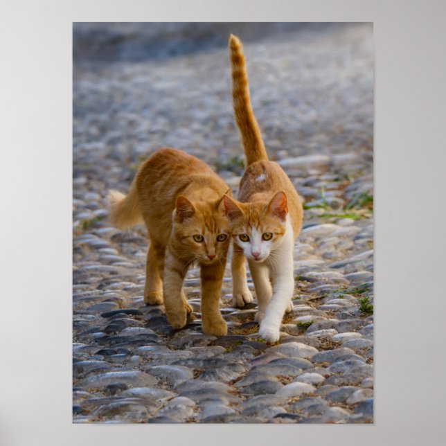 Póster Gatinhos giros Amigos caminham pelo mesmo caminho  (Frente)