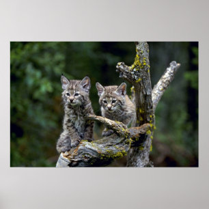Póster gatinhos Lince-verão-novos