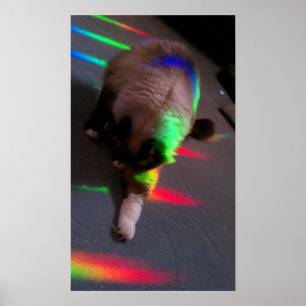 Póster Gatinhos = luz & amor