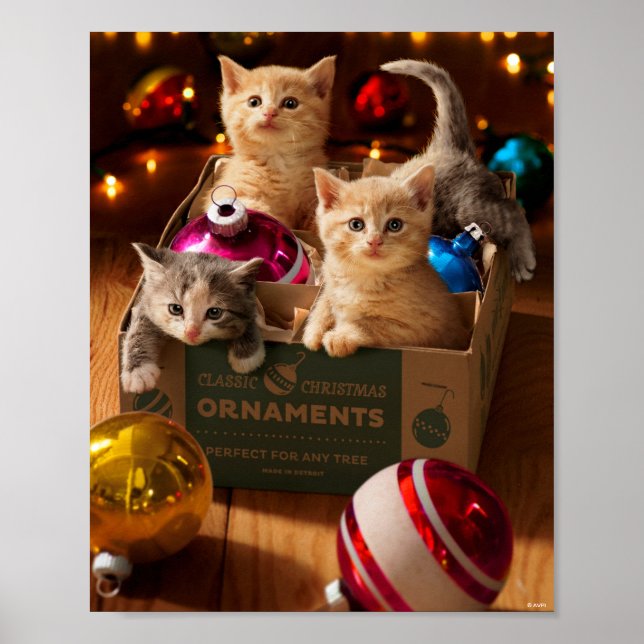 Poster Gatinhos na Caixa de Ornamento (Frente)