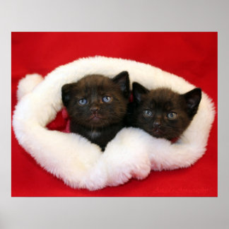 Poster Gatinhos negros de chapéu Papai noel