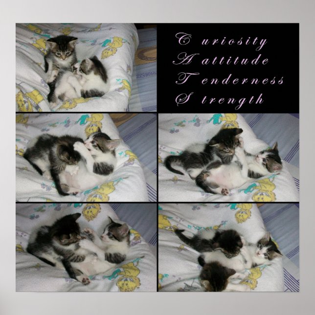 Póster Gatinhos no Play (Frente)