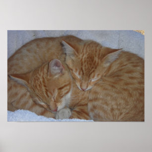 Poster Gatinhos relaxados e sonolentos