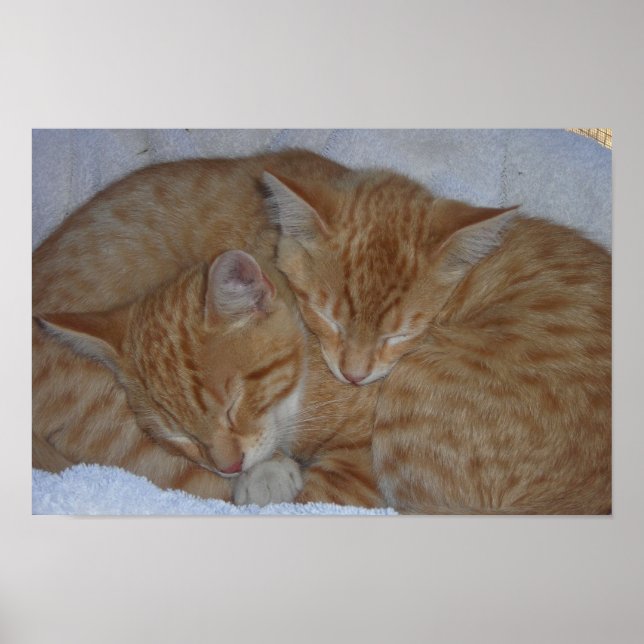 Poster Gatinhos relaxados e sonolentos (Frente)