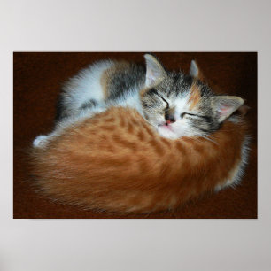 Póster Gatinhos sonolentos