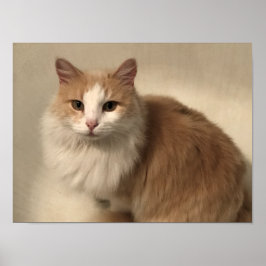 Poster Gato