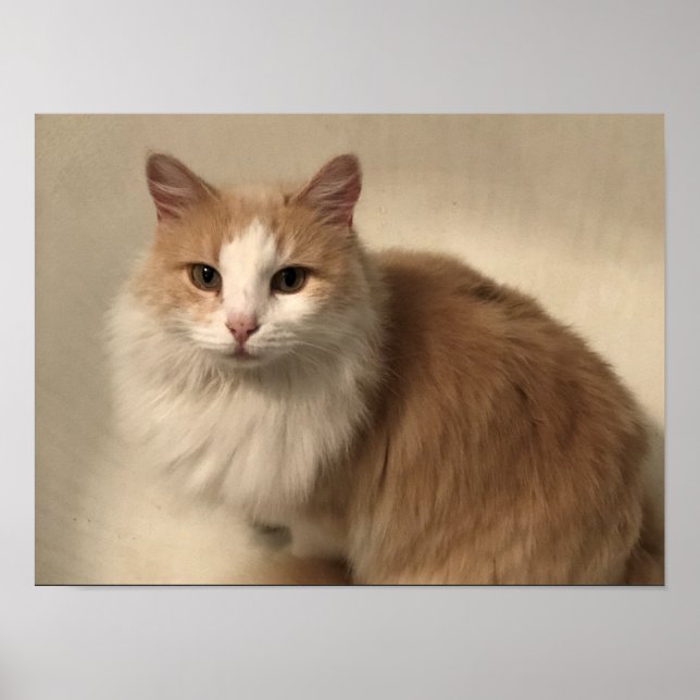 Poster Gato (Frente)