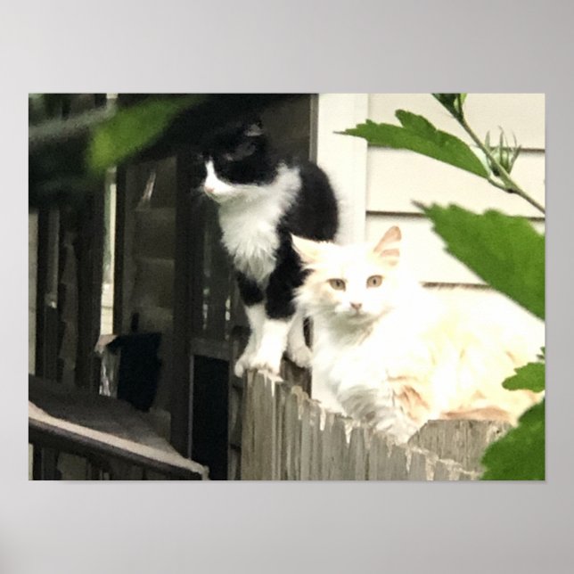 Poster Gato (Frente)