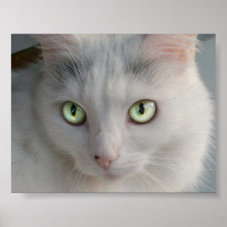 Poster Gato