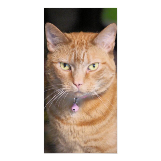 Póster Gato (Frente)