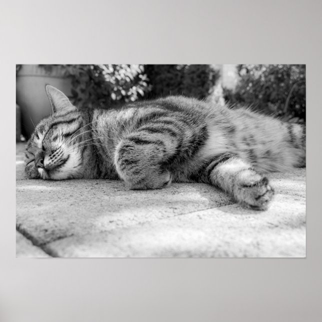 Poster gato (Frente)